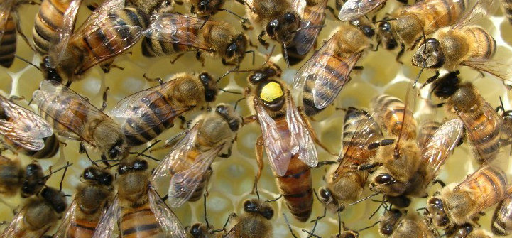 Neapaugļotas Buckfast bišu mātes
