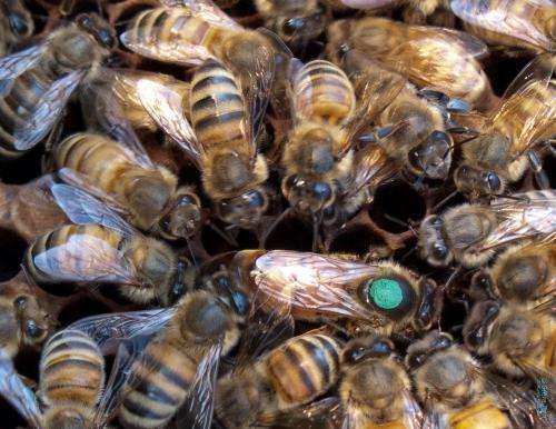 Apaugļotas Buckfast bišu mātes 